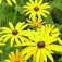 Rudbeckia_zonnehoed_goldsturm