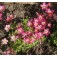 Steenbreek_Saxifraga arendsii_Purple_Robe