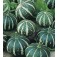 Kalebas_Flat_Striped
