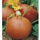 Pompoen_Oranje_Hokkaido_Uchiki Kuri