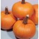 Pompoen_Small_Sugar