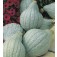 Pompoen_Hubbard_Blue