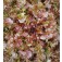 Sla_Eikenbladsla_Red_Salad_Bowl