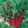 Snijbiet_Rode_Rhubarb