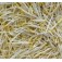 Spruitzaden_mung_boon_tauge_H75530