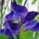 lathyrus_mammoth_blue