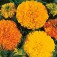 Tagetes_Crackerjack