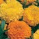 Tagetes erecta double mix