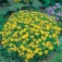 Tagetes_lemon_gem_J8472