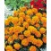 Tagetes_patula_nan_petite