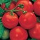 Tomaten_Moneymaker