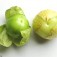 Mexicaanse_Aardkers_Tomatillo