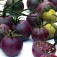 Tomaten_cherrytomaat_Black_cherry