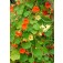 tropaeolum_hoog_mix