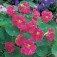 Tropaeolum_minus_Jewel_Cherry_Rose _Oost-Indische-Kers