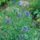 wildbloemen_korenveld