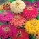Zinnia_elegans_Early_Wonder_Mix